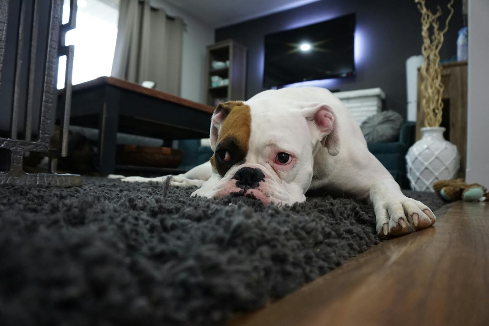 Houses with pets need additional carpet care