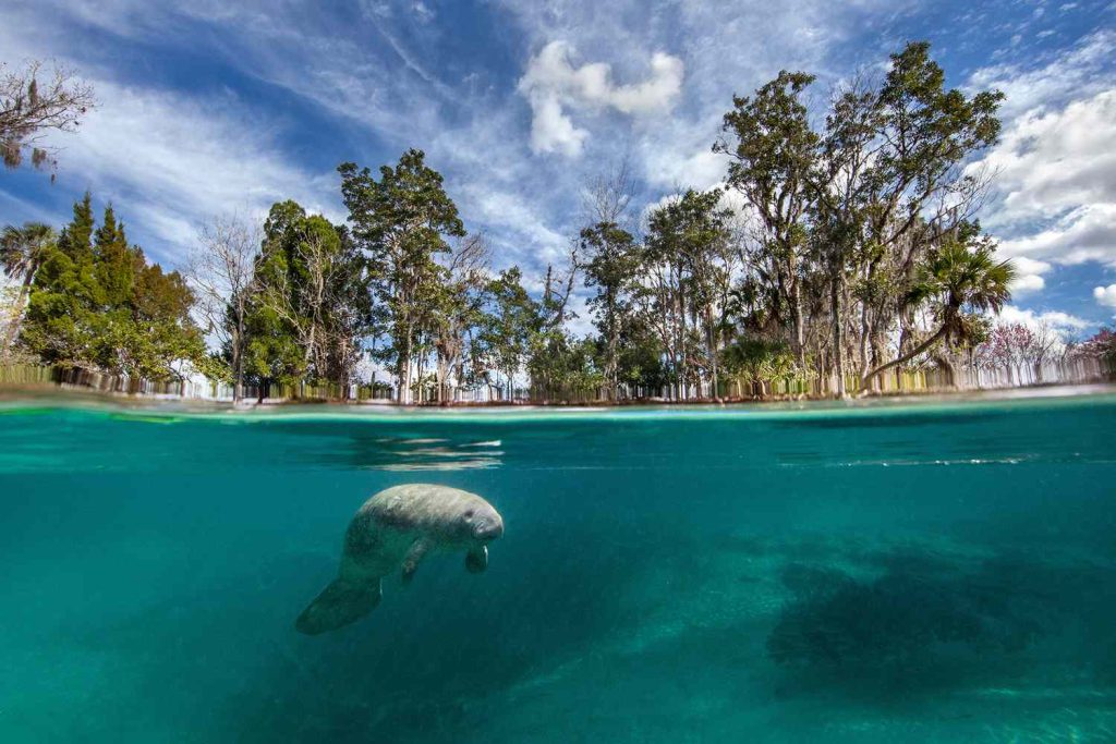 manatee-in-florida-FLMANATEE1021-37af7c0faa5d405d854f5ad5719fd3e6
